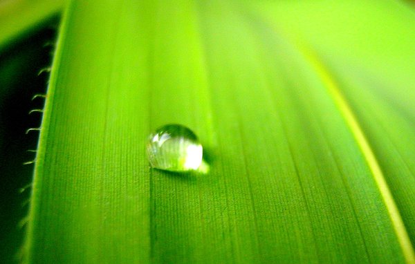 Just a drop: A drop of water on green leaf.