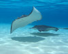 Grand Cayman: Snorkling with Stingrays at Stingray City in Grand Cayman