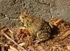 Toad Frog: Toad Frog fall season of year, any of various tailless stout-bodied amphibians with long hind limbs for leaping; semiaquatic and terrestrial species