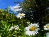 Carefree daisy flowers smiling: This patch of daisy flowers are located on the Brige of Flowers at Shelburn Falls, MA