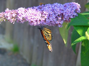 Summer Flutter: Butterfly on butterfly bush fluttering it's wings and a Honey Bee.
