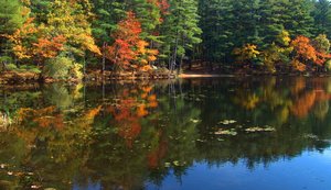 Berry Pond - New England Autum: 