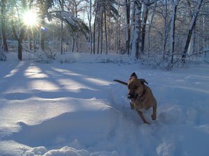Hound Dog in snow: Hound Dog running in the morning snow after storm past, on the trail of a scent.