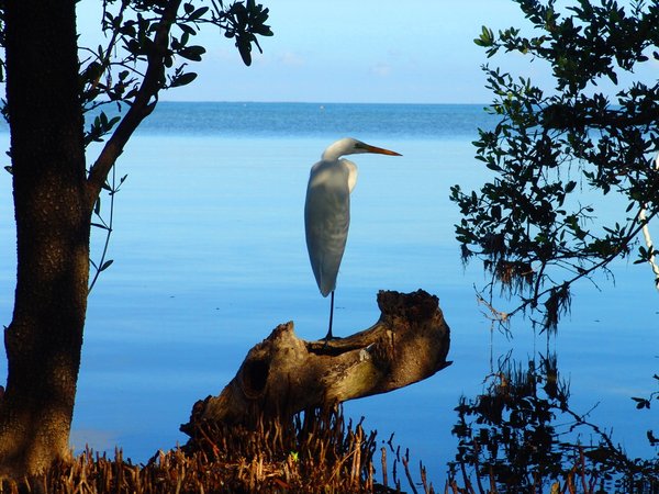 Early Morning Crane: Crane enjoying the early morning in the Mangrove of Key Largo, Florida