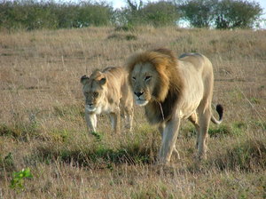 Walking lions: 