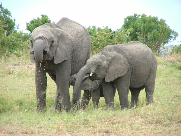 Elephants: Elephants (Serengeti Reserve, Tanzania).