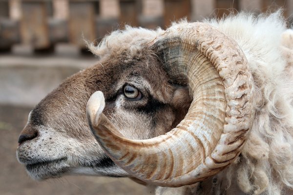 Curly Horned Ram: Close up of a ram's head.