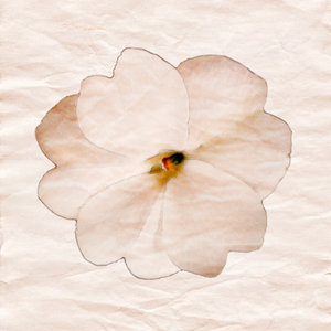 paper flower: paper flower - graphic design
