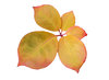 Autumn leaves: Pale yellow leaf with pink trim