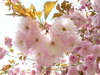 Cherry Blossom: My front garden transformed by cherry blossom
