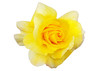 yellow roses: a selection of yellow blooms