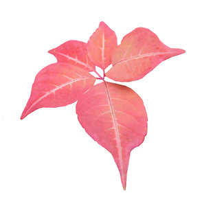 otoño modela hojas rojas: 