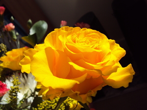 Sunshine yellow Rose: Crisp clean delightful rose