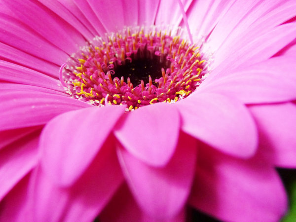 Shades of pink: Deep pink tones of flowers nestling in a bouquet.