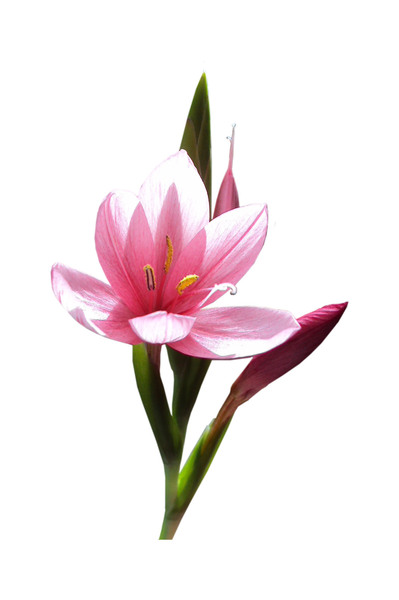 Delicate pink: Pink Kaffir lily