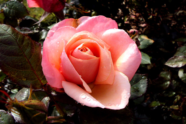 Rain drops on pink rose: Fresh pink hues of an old English rose after rainfall