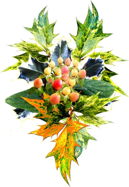 Christmas Decoration  : A selection of holly and ivy leaves from my garden put together to create a Christmas decoration

