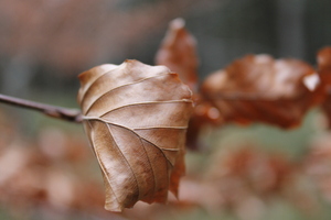 Autumn Leaf: Autumn leaf on a tree