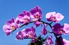 Orchid: Purple orchid