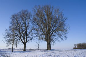 Winter: Winter landscape