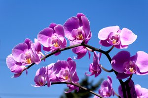 Orchid: Purple orchid