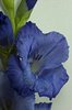 gladiolus: purple lilac  gladiolus