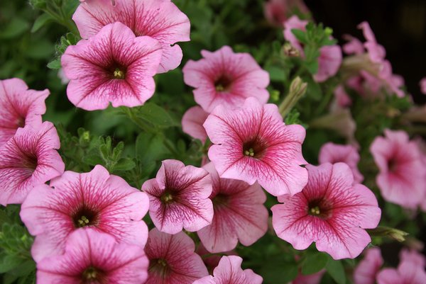 flores de color rosa: 