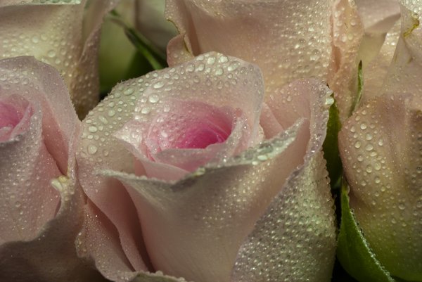 macro roses: macro wet roses