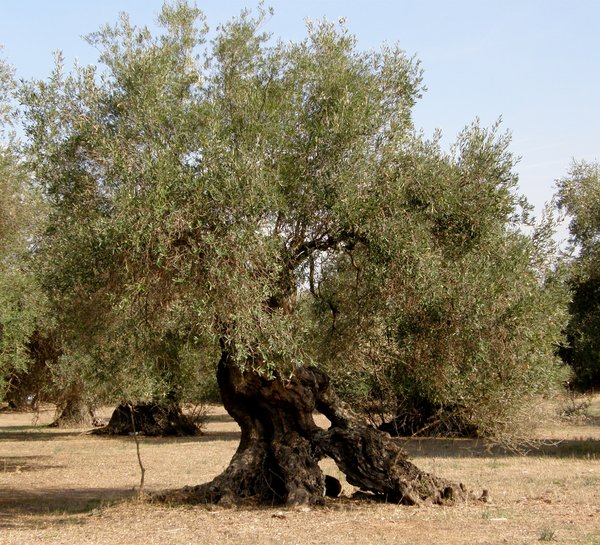 olive: pianta di olivo in sardegna patrimonio umanità ortumannu