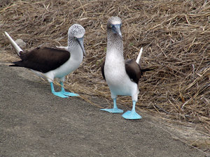 piqueros - blue footed boobies: Birds with blue feet