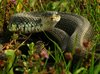 Snake (Natrix natrix): http://www.lonjsko-polje. .. Croatia