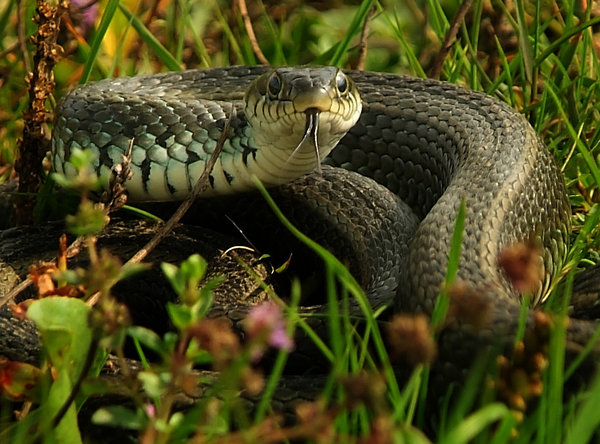 Snake (Natrix natrix): http://www.lonjsko-polje. .. Croatia