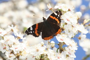 Butterfly at Rest: Butterfly on the blossom having a well earned break