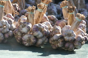 Garlic at the Market: fresh Garlic