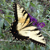 Tiger Papilionidae: 