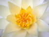 WHITE WATER LILY CENTRO: 
