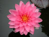 WATERLILY,: 