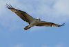 Goshawk: This hawk had about a 5 foot wingspan and was blying above me on the Texas gulf Coast.