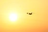 Sunrise with Seagull: Sunrising over Galveston Bay in Texas