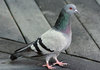 Pigeon: Pretty colors