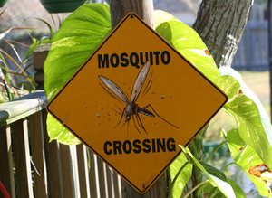 Mosquito Crossing: Warning Sign