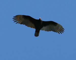 Turkey Vulture: Turkey Vulture Flying Above me.