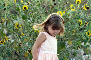 Sunflower Child: child walking next to a patch of sunflowers
