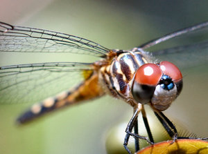 Stunning Dragonfly: Dragonfly watching me as i watered my garden