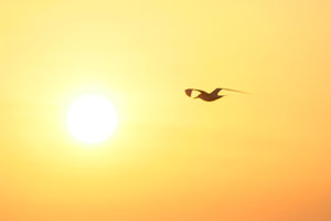 Sunrise with Seagull: Sunrising over Galveston Bay in Texas