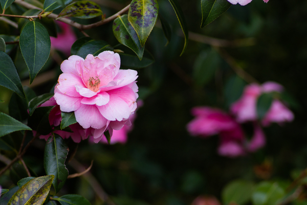 Flores rosadas: 