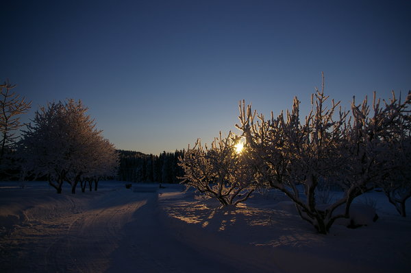 Lovely winters day: Frosty trees against the sunrise with snow