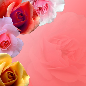 Floral Background: Pink rose flower background.