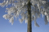 thawing snow: thawing snow falls from winter tree