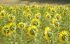 back side of sunflower field 1: sunflowers from backside